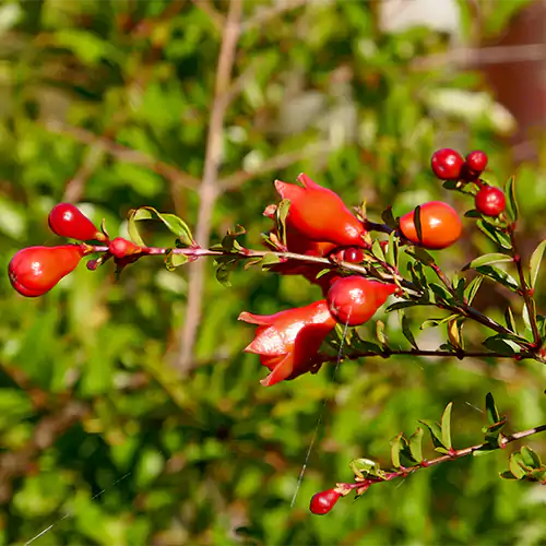Buy Grafter Pomegranate Plant - Lalit Enterprise