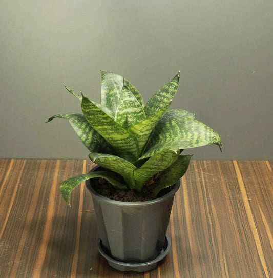 Buy Dwarf Green Snake Plant - Lalit Enterprise