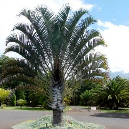 Pack of 7 Landscaping Palm Plant