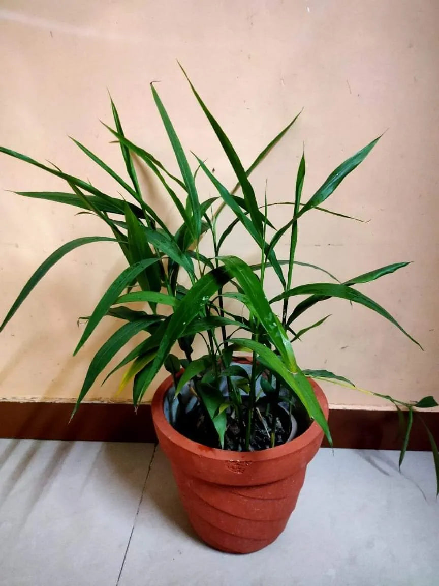 Buy Elaichi Plant - Lalit Enterprise