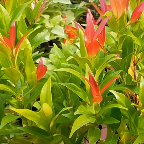 Buy Eugenia Plant - Lalit Enterprise