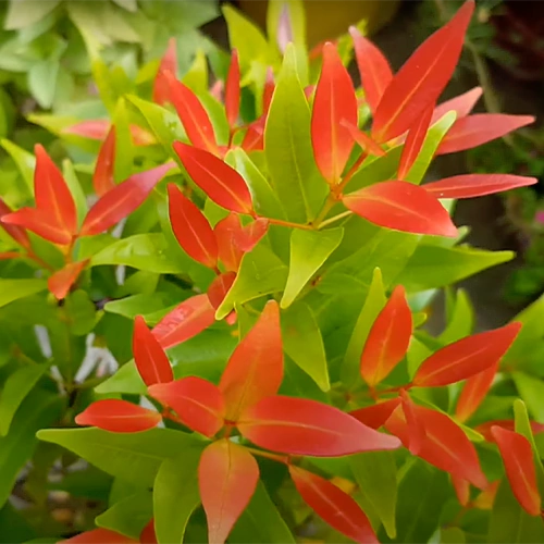 Buy Syzygium Campanulatum - Lalit Enterprise