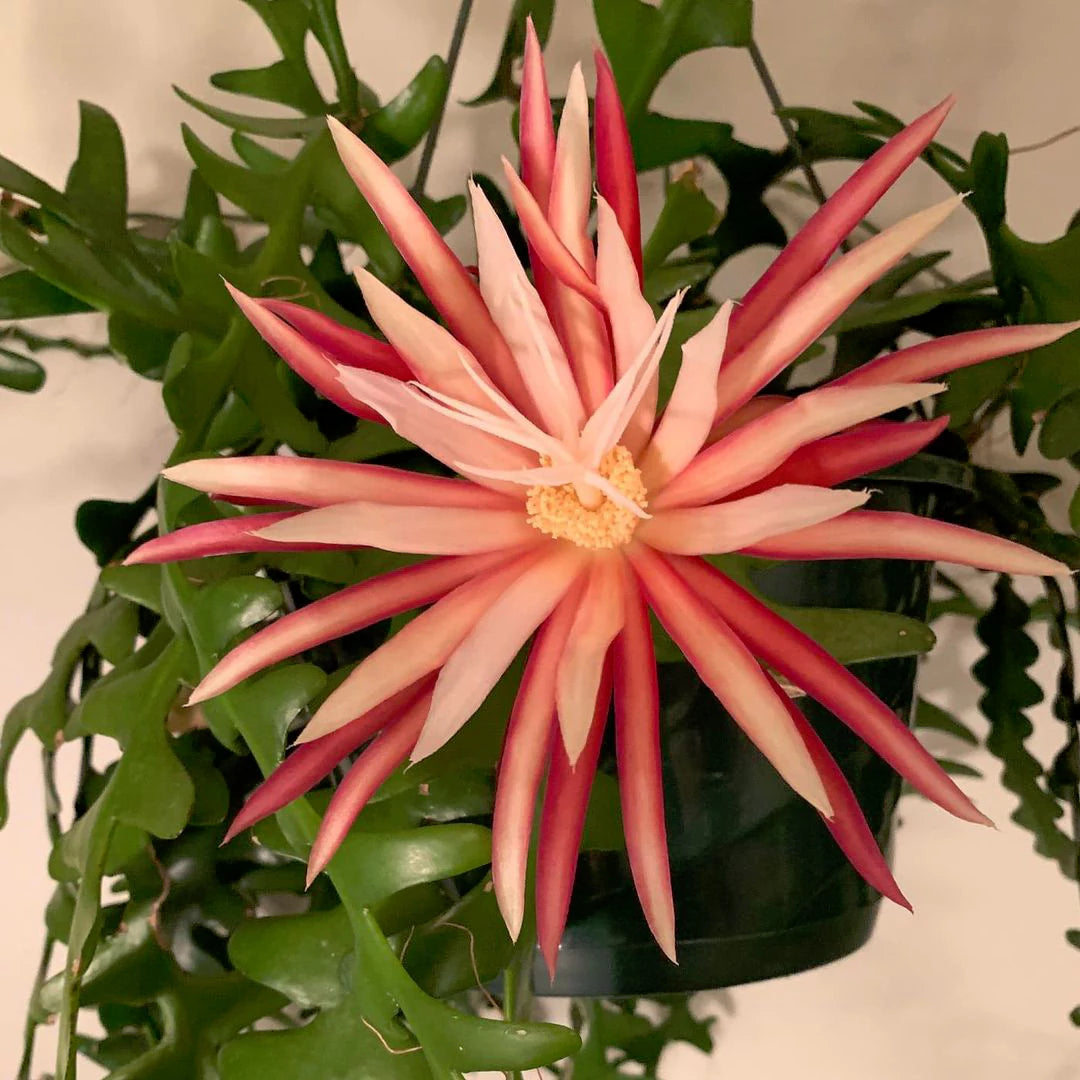 epiphyllum anguliger fishbone cactus Fishbone Cactus (Epiphyllum Anguliger)