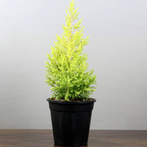 Golden Cypress Plant - Lalit Enterprise