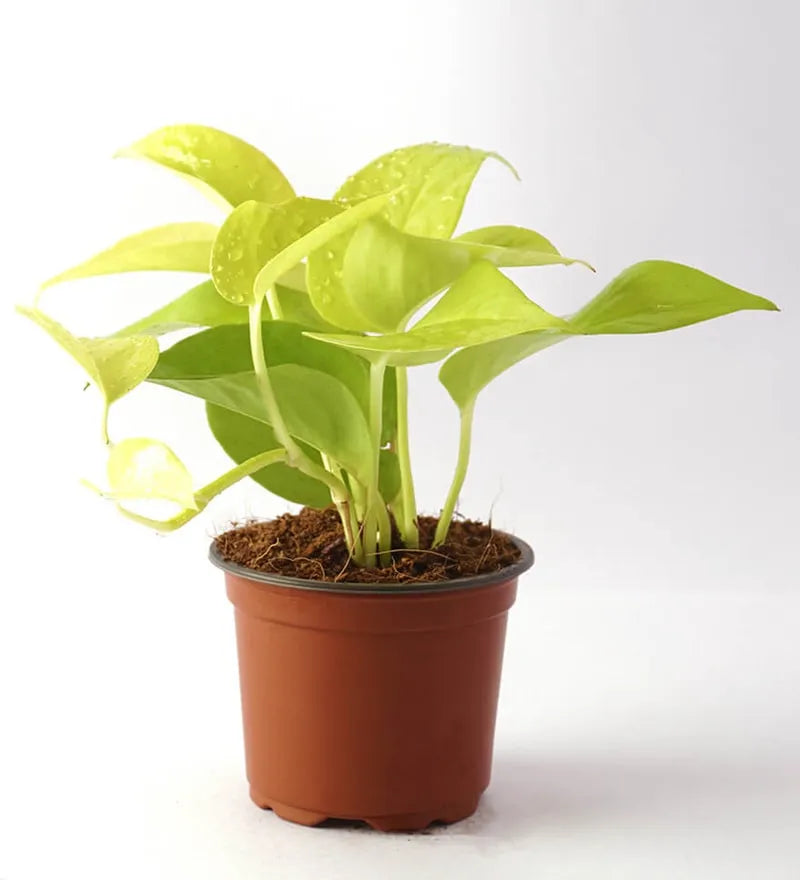Golden Money Plant, Golden Pothos