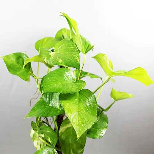 Buy Green Pothos Plant - Lalit Enterprise