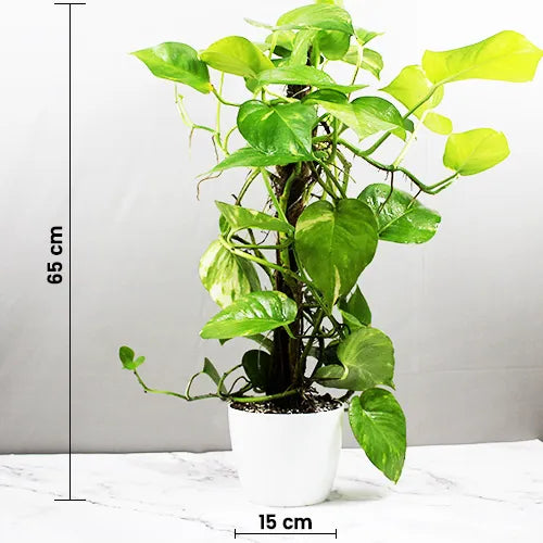 Green Pothos Plant With Pot - Lalit Enterprise