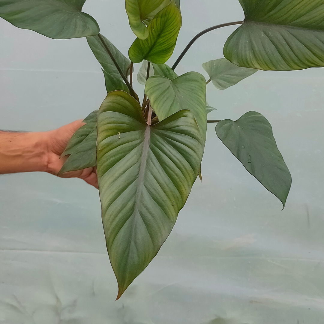 Buy Homalomena Dark Triangle 'Black' - Plant online at Lalitenterprise