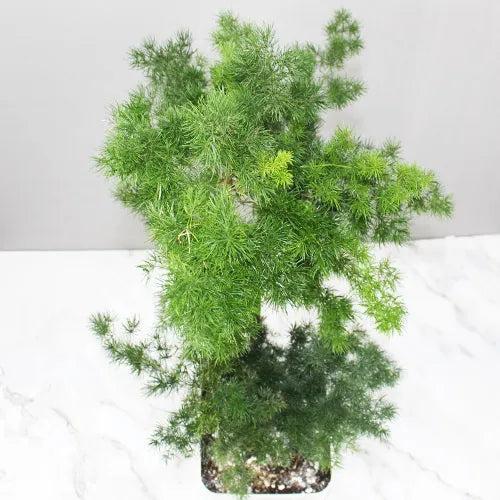 Pack of 4 Best Asparagus Fern Plants