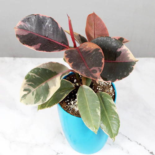Ficus Elastica Ruby – Rubber Plant