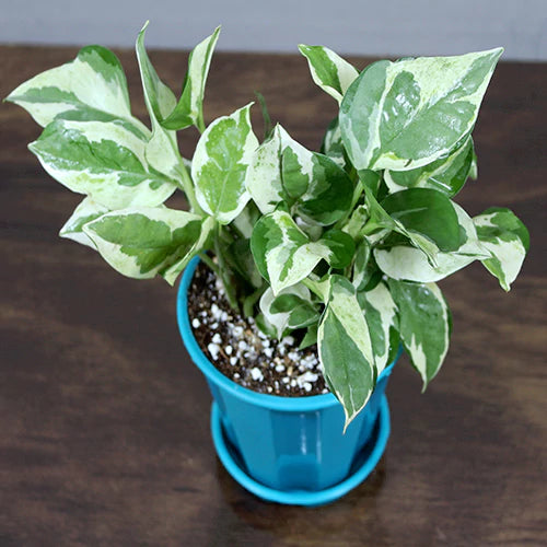 Top 7 Climbers | Creepers Plant Pack - Indoor