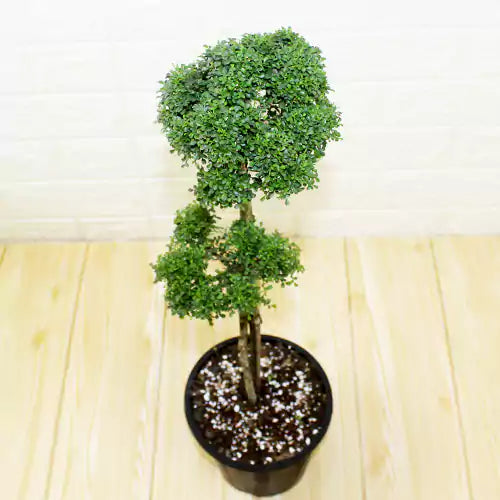 kamini tree bonsai Murraya Paniculata | Table Kamini (Tapori)