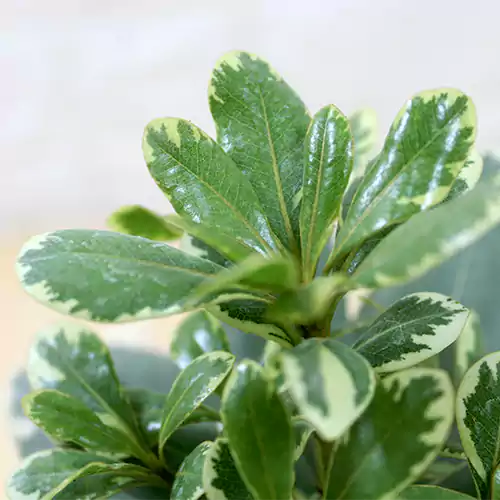 Buy Australian Laurel Plant - Lalitenterprise