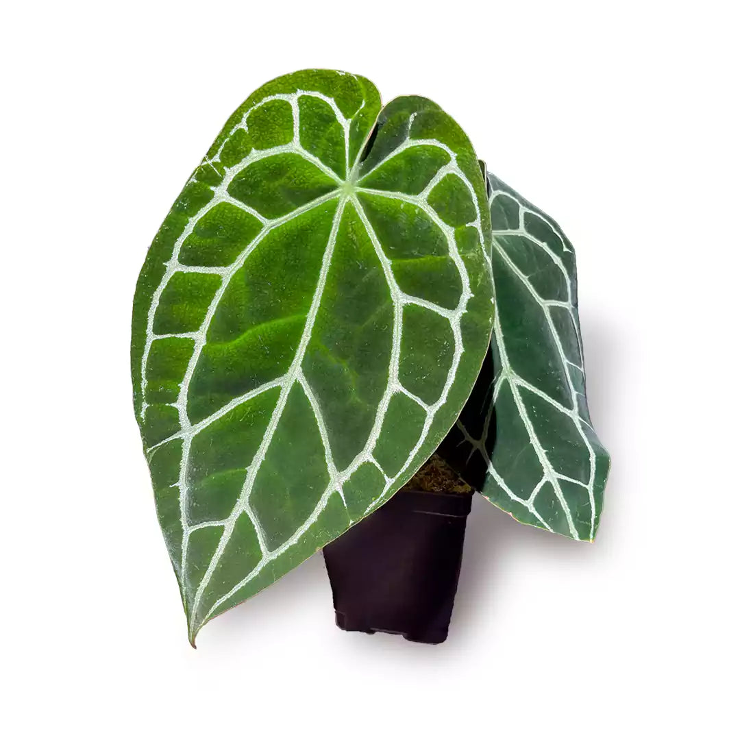 Buy Anthurium Crystallinum Plant - Lalit Enterprise