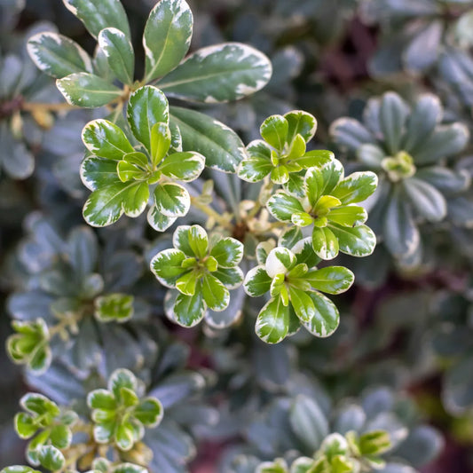 Buy Japanese Pittosporum Plant - Lalitenterprise
