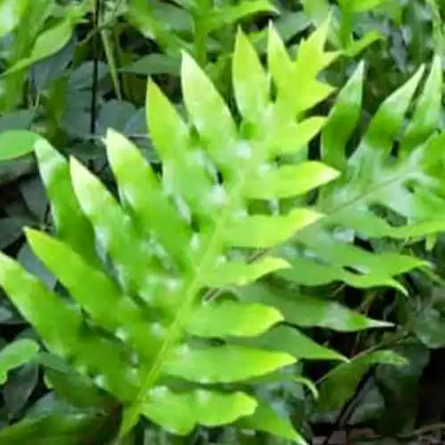 Buy Kangaroo Fern (Microsorum Diversifolium) - Plant Online at Lalitenterprise
