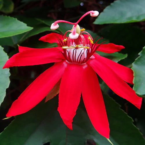 Buy Red Krishnakamal Plant - Lalit Enterprise