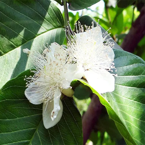 Buy L49 white Guava, "Amrud" - Plant Online at Lalitenterprise