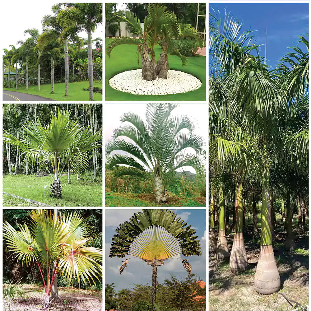 Pack of 7 Landscaping Palm Plant