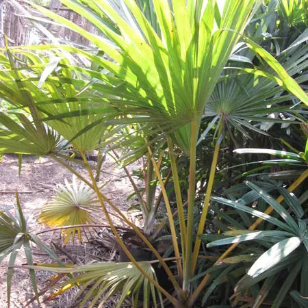 Buy Latania Verschaffeltii (Yellow Latan Palm) - Plant Online at Lalitenterprise