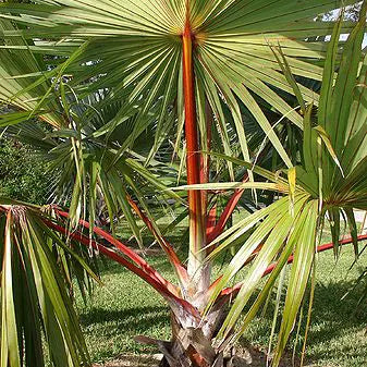 Buy Red Palm Plant - Lalit Enterprise