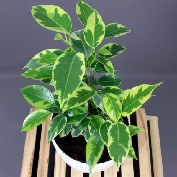 Lemon-Lime Weeping Fig Plant (Golden ‘starlight’ Ficus Benjamina)