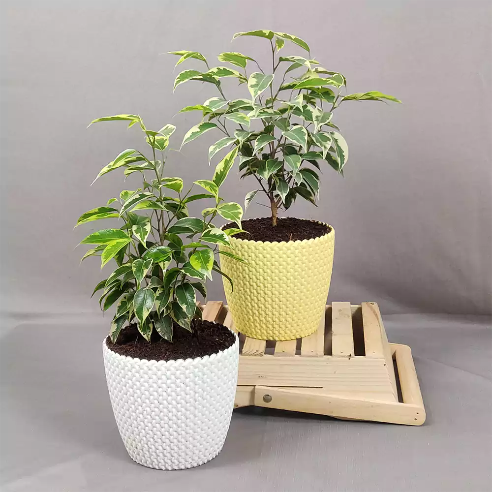 Lemon-Lime Weeping Fig (Ficus Benjamina 'Golden Starlight')