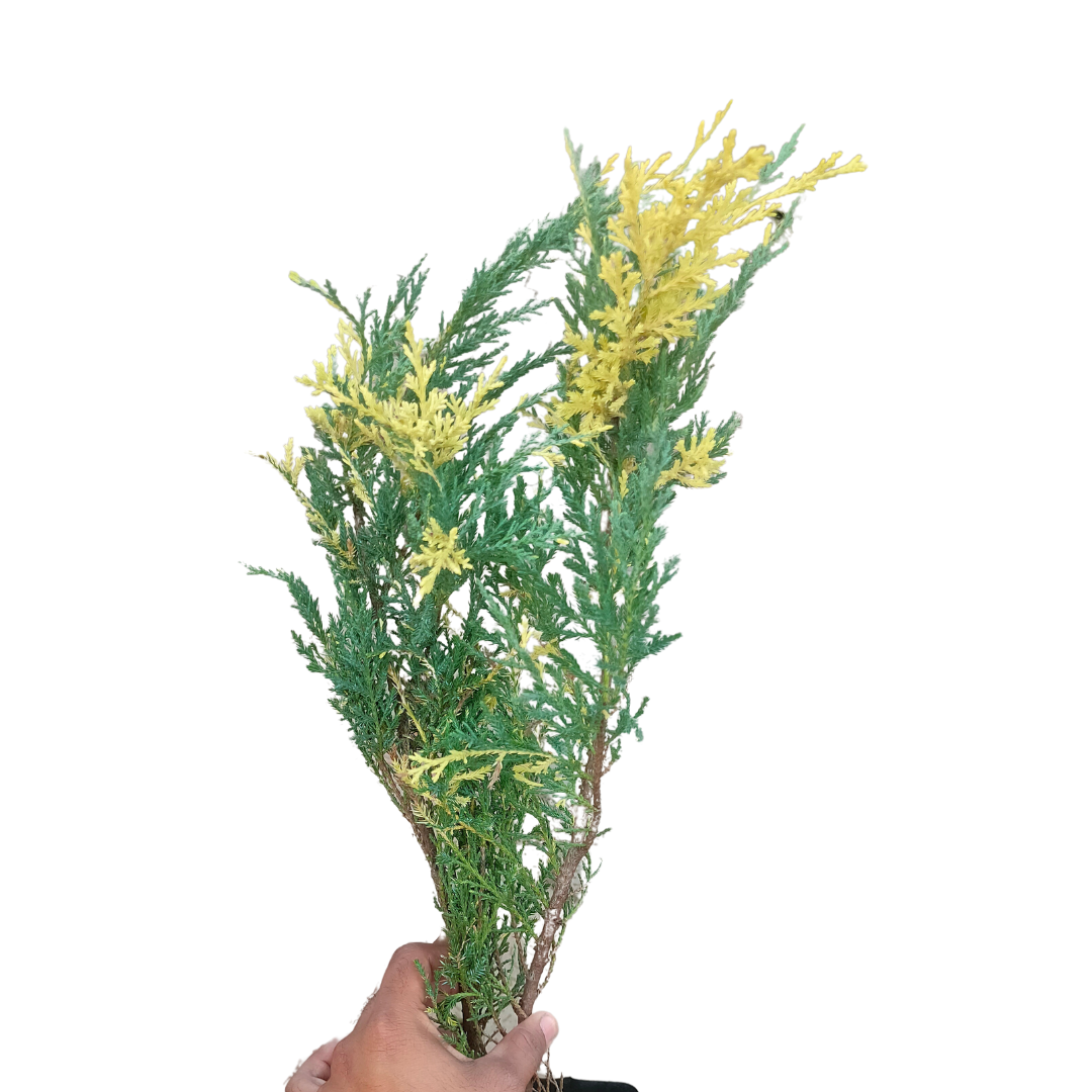 Buy London Pine "Variegated" - Plant Online at Lalitnterprise