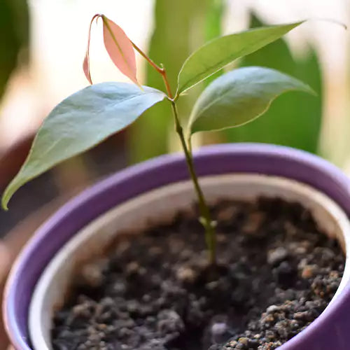 Buy Lychee "Air Layered" - Plant Online at Lalitenterprise