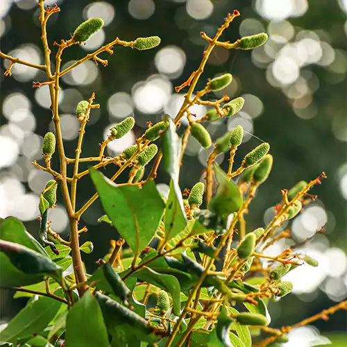 Buy Litchi Chinensis - Plant Online at Lalitenterprise