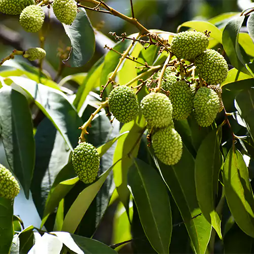 Buy Lychee (Litchi Chinensis) "Air Layered" - Plant Online at Lalitenterprise