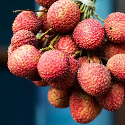 Buy Lychee (Litchi Chinensis) "Air Layered" - Plant Online at Lalitenterprise