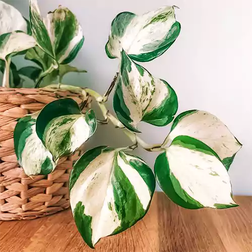 Top 7 Climbers | Creepers Plant Pack - Indoor