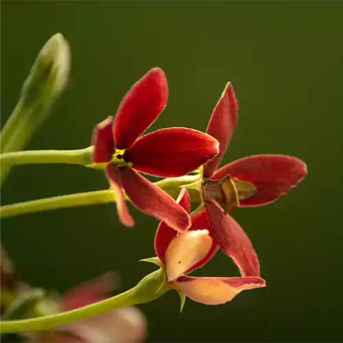 Madhumalti, Radha Manohar, Combretum indicum, Rangoon creeper
