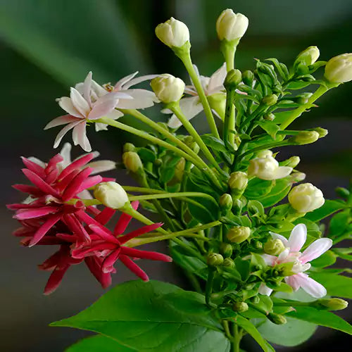 Madhumalti, Radha Manohar, Combretum indicum, Rangoon creeper