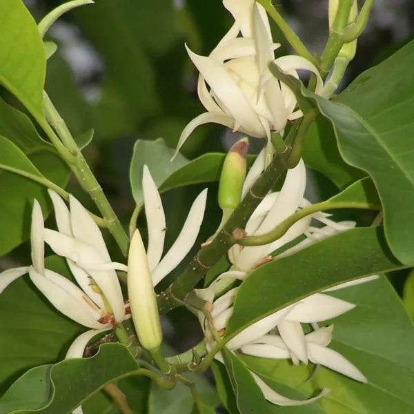 Buy Magnolia Champaca - Plant Online at Lalitenterprise