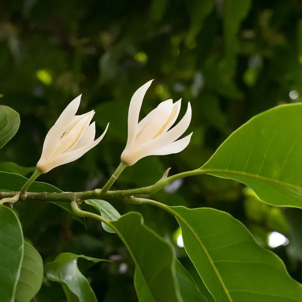 Magnolia Champaca Plant - Lalit Enterprise