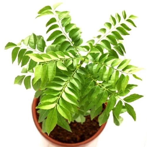 Buy Meetha Neem - Plant Online at Lalitenterprise