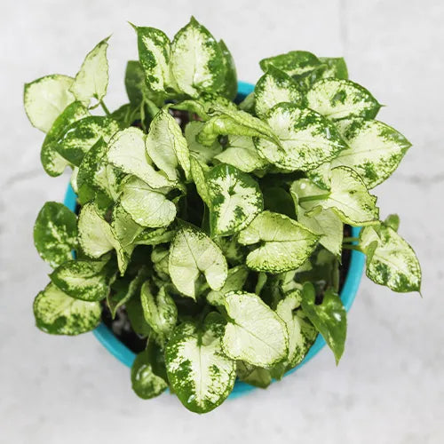 Buy Mini Syngonium Plant - Lalit Enterprise