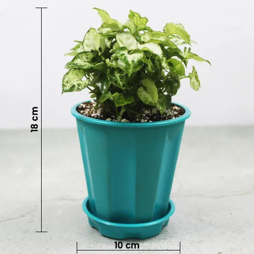Buy Syngonium Plant - Lalit Enterprise