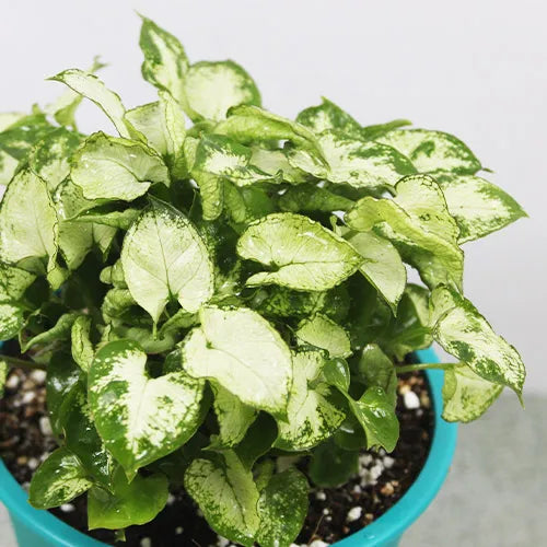 Buy Syngonium Podophyllum Plant - Lalit Enterprise