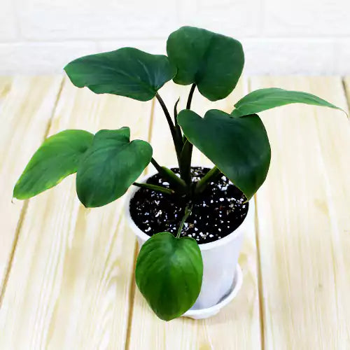 Homalomena Emerald Gem (Combo Pack of 2 plants)