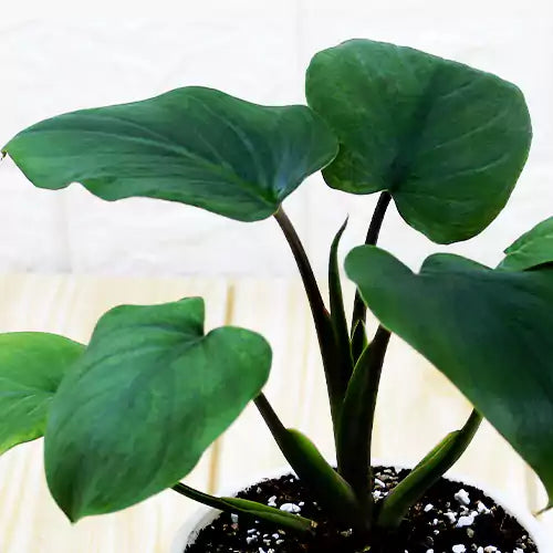 Homalomena Emerald Gem (Combo Pack of 2 plants)