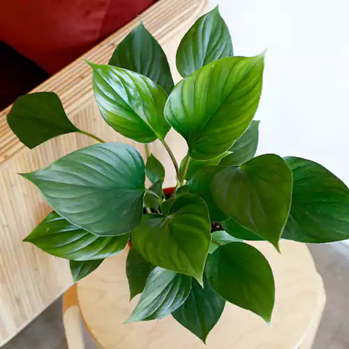 Homalomena Emerald Gem (Combo Pack of 2 plants)