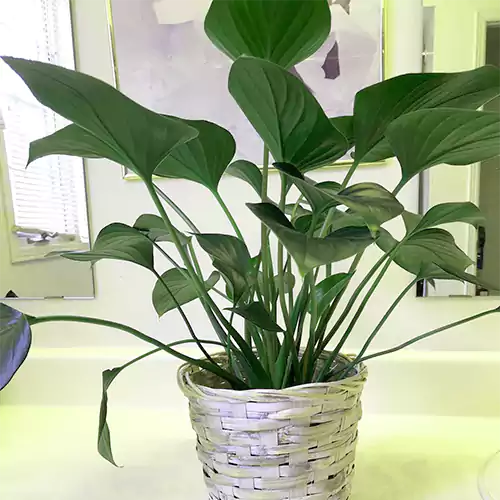 Homalomena Emerald Gem (Combo Pack of 2 plants)
