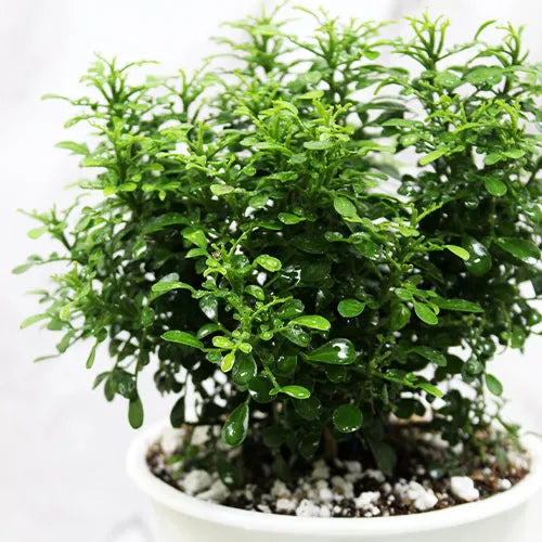Buy Murraya Paniculata - Lalit Enterprise