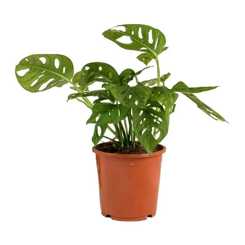 Top 7 Climbers | Creepers Plant Pack - Indoor