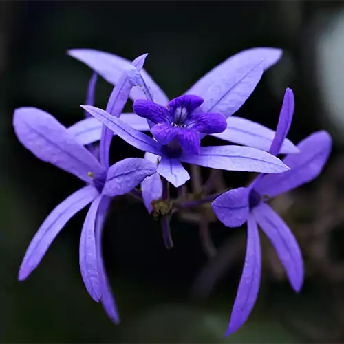 Buy Petrea Volubilis Plant - Lalit Enterprise