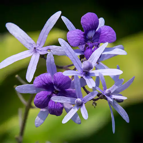 Buy Sandpaper Vine Plant - Lalit Enterprise