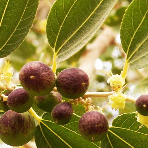 Phalsa (Grewia Asiatica) 